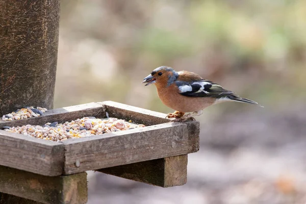 Brochet Commun Prélevant Des Graines Une Table Oiseaux Bois — Photo