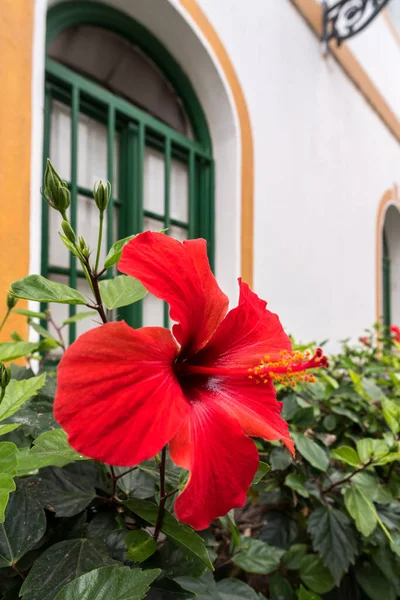 Mogan Gran Kanarya Kırmızı Hibiscus Çiçek Açıyor — Stok fotoğraf