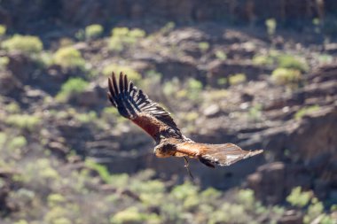 MASPALOMAS, GRAN CANARIA, İspanya - 8 Mart 2022 tarihinde Palmitos Park, Maspalomlar, Gran Canaria, Kanarya Adaları, İspanya 'da uçan beyaz kuyruklu kartal