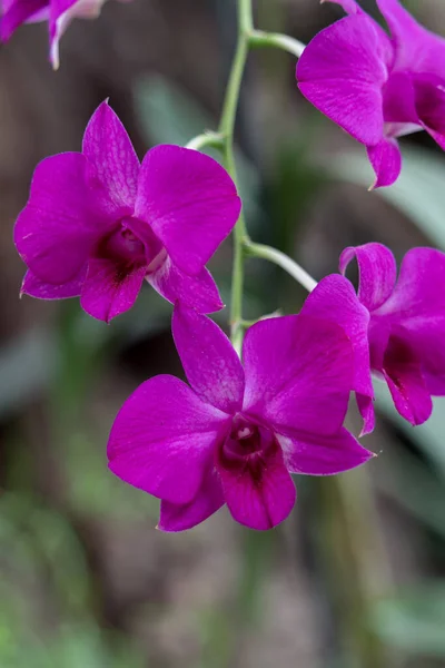 Los Palmitos Gran Canaria Španělsko Března 2022 Kvetla Růžová Orchidej — Stock fotografie