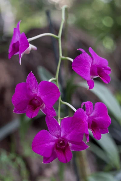 Los Palmitos Gran Canaria Spanien Mars Rosa Orkidéblomning Los Palmitos — Stockfoto