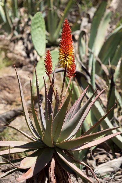 Los Palmitos Gran Canaria España Marzo Aloe Vera Crece Los — Foto de Stock