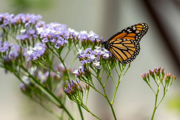 Maspalomas Gran Canaria Spanje Maart Monarch Butterfly Palmitos Park Maspalomas — Stockfoto