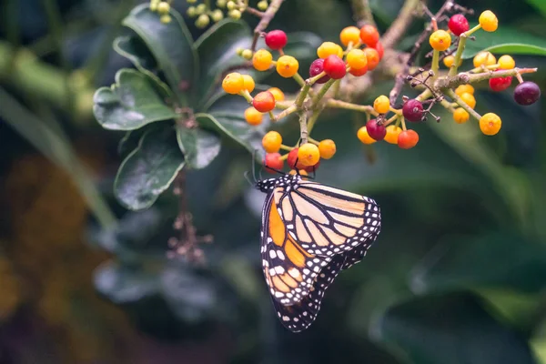 Maspalomas Gran Canaria España Marzo Mariposa Monarca Palmitos Park Maspalomas —  Fotos de Stock