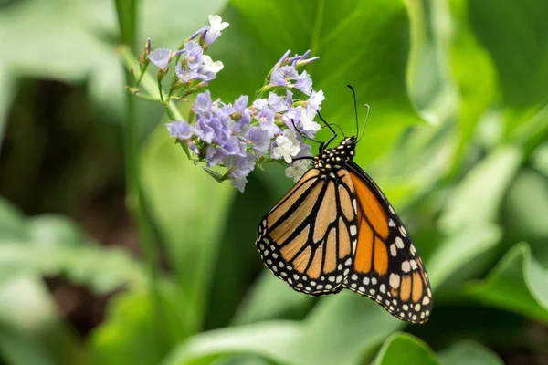 Maspalomas Gran Canaria Spanje Maart Monarch Butterfly Palmitos Park Maspalomas — Stockfoto