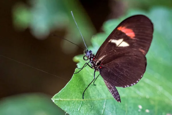 Maspalomas Gran Canaria Espanha Março Postman Butterfly Palmitos Park Maspalomas — Fotografia de Stock