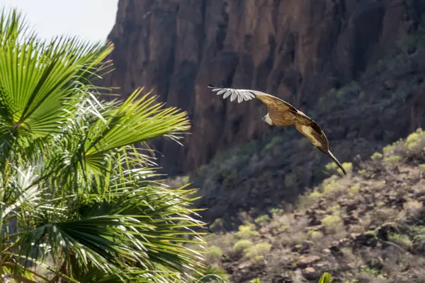 Maspalomas Gran Canaria Spain March Eurasian Griffon Vulture Flight Palmitos — Stock Photo, Image