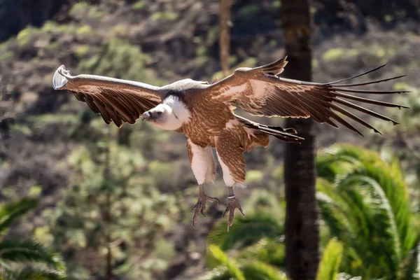 MASPALOMAS, GRAN Kanada, İspanya - 8 Mart 2022 tarihinde Palmitos Park, Maspalomas, Gran Canaria, Kanarya Adaları, İspanya 'da Avrasya Griffon Vulture uçuşu