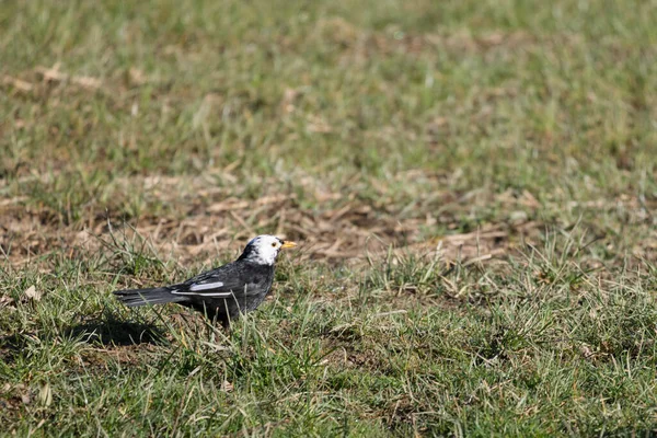 Pájaro Negro Cabeza Blanca Hierba Busca Comida — Foto de Stock