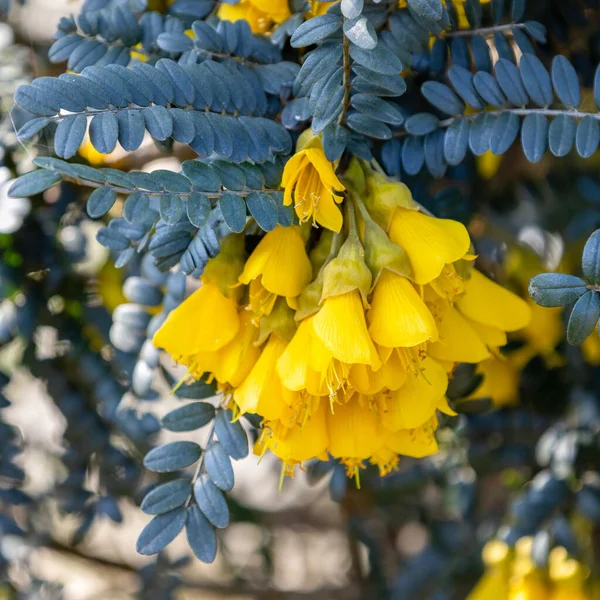 东Grinstead的Sophora Denudata Bory灌木开花 — 图库照片