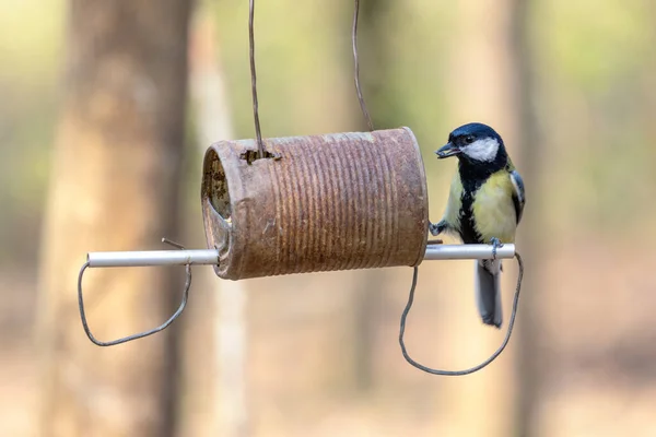 Great Tit Looking Food Tin Can Filled Seed — Stock fotografie