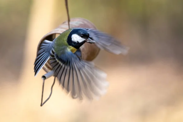 Great Tit Flying Tin Can Filled Seed — Stockfoto