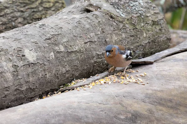 Buchfink Frisst Samen Auf Abgestorbenem Baum — Stockfoto