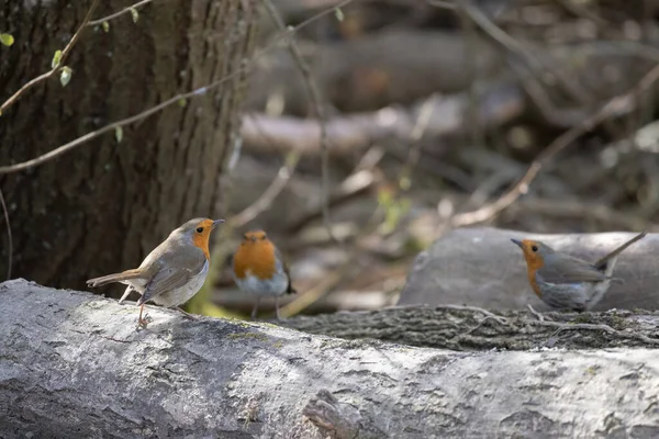 Robins Standing Log Springtime — Stok fotoğraf
