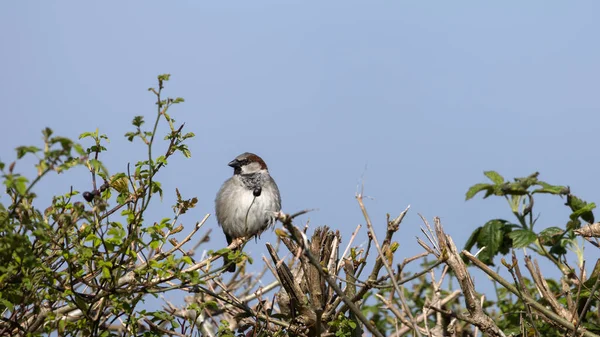 Sparrow Resting Branch Spring Sunshine — Foto Stock