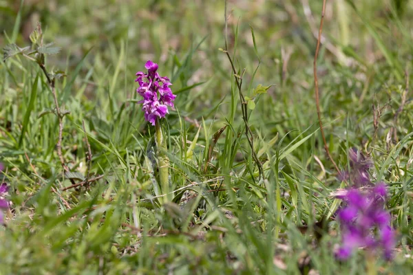 Early Purple Orchid Flowering East Grinstead — Stock Photo, Image