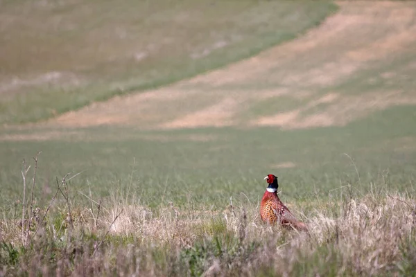 Common Pheasant Walking Field East Grinstead — Stock Photo, Image