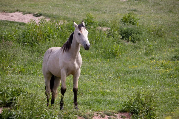 Caballo Pálido Parado Campo Outer Hope Devon — Foto de Stock