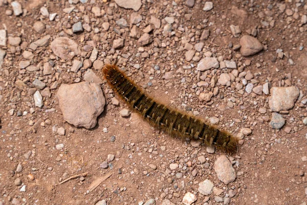 Oak Eggar Moth Caterpillar Lasiocampa Quercus South West Coastal Path — Stock Photo, Image