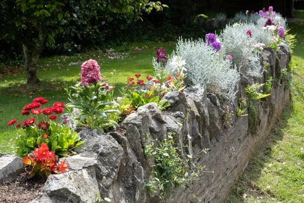 Varias Flores Que Crecen Una Pared Thurlestone Devon — Foto de Stock