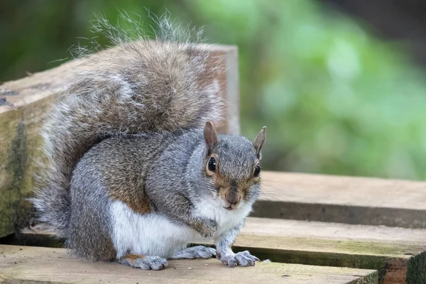 木のベンチから種を食べる灰色のリス — ストック写真