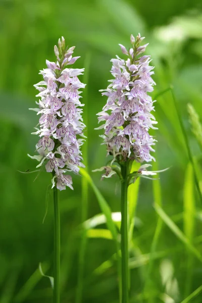 Heath Spotted Orchid Floreciendo Verano —  Fotos de Stock