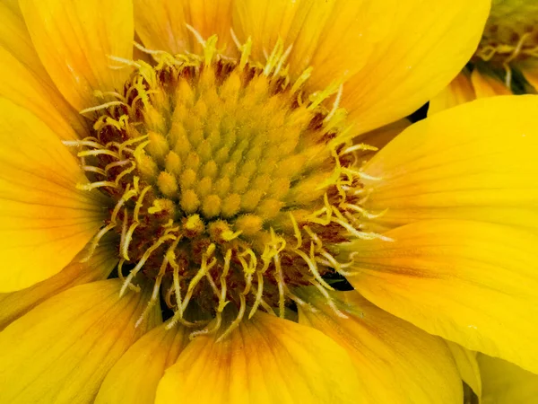 Close Yellow Daisy Flower — Stock Photo, Image