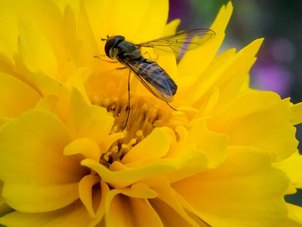 黄色い花にホバー フライ — ストック写真