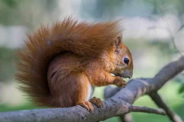 Eurasia Ardilla Roja Comiendo Una Nuez — Foto de Stock