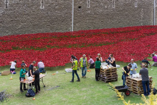Londen Augus22 Mensen Bereiden Poppy Vertoning Tower London Augustus 2014 — Stockfoto