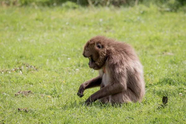 Gelada Baboon Piece Grass Its Mouth — Stock Photo, Image