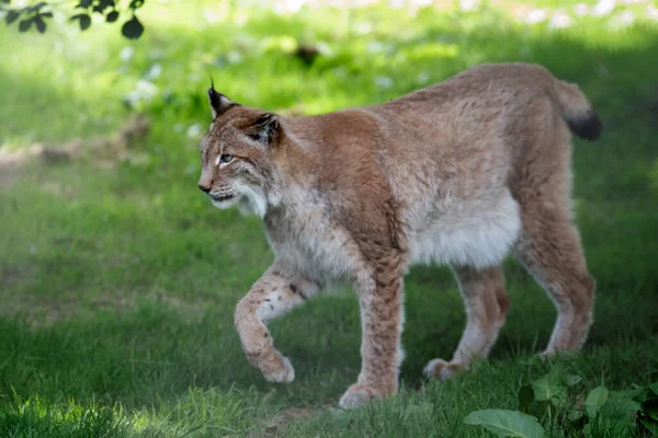 Northern Lynx Walking Its Domain — Stockfoto