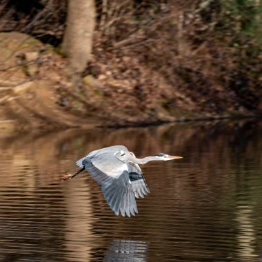 Gri balıkçıl gölde uçuyor.