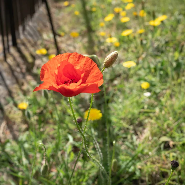 Fioritura Del Papavero Estate East Grinstead — Foto Stock