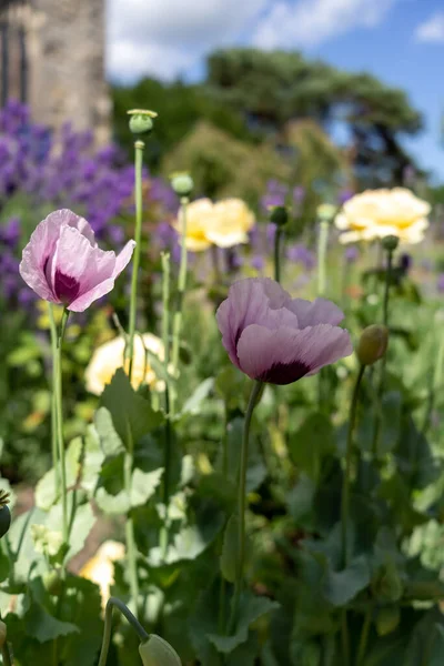 Papoilas Cor Rosa Papaver Somniferum Floração Num Cemitério — Fotografia de Stock