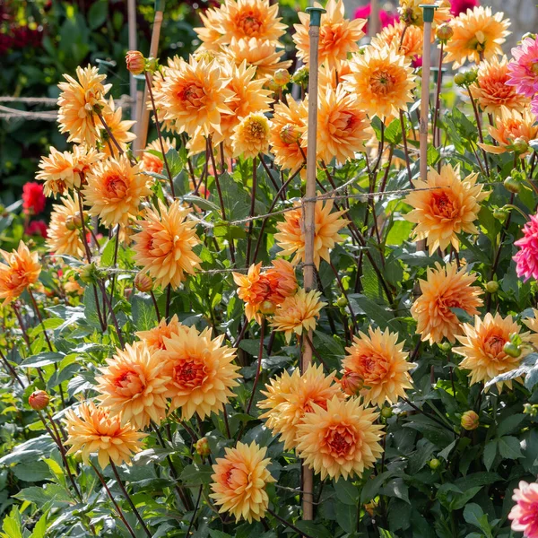 Množství Pomerančů Dahlias Kvetoucích Letním Slunci — Stock fotografie