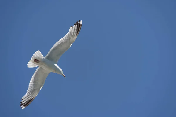 Common Gull Larus Canus Flight Brighton — Stockfoto