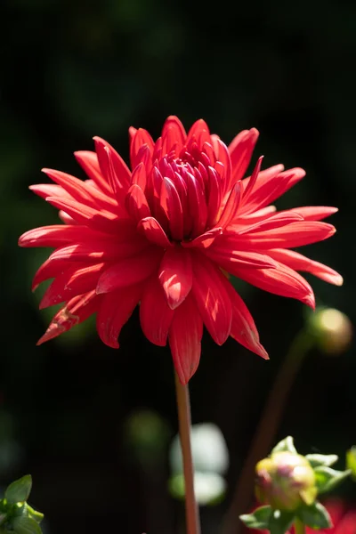 Dahlia Rouge Vif Fleurissant Été — Photo