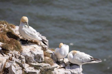 Sümsük kuşları, Morus bassanus, Yorkshire 'daki Bempton Kayalıklarında