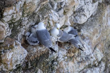 Kara bacaklı Kittiwake, Rissa tridactyla, Yorkshire, Bempton 'daki kayalıklarda yuva yapıyor.