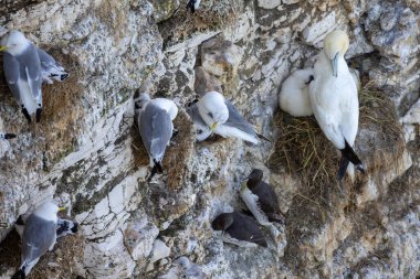 Yorkshire, Bempton 'daki kayalıklarda yuva yapan çeşitli deniz kuşları