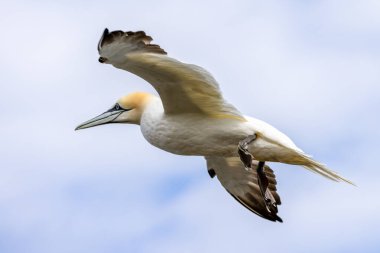 Sümsük kuşları, Morus Bassanus, Yorkshire 'daki Bempton Kayalıkları' nda uçuyor.