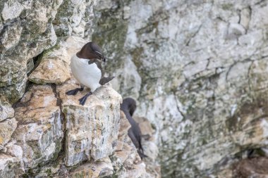 Razorbill, Alca Torda, Yorkshire, Bempton 'daki kayalıklarda yuva yapıyor.