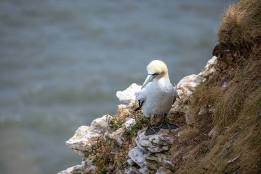 Gannet, Morus Bassanus, Yorkshire 'daki Bempton Kayalıklarında.