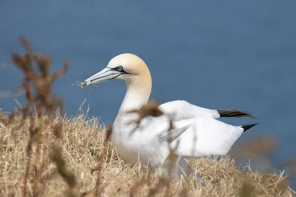 Gannet Morus Bassanus Bempton Cliffs Yorkshire — ストック写真