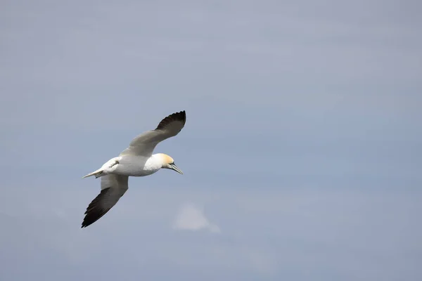 Gannets Morus Bassanus Flight Bempton Cliffs Yorkshire — Stock Photo, Image