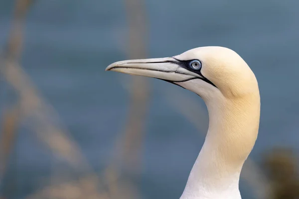 Gannet Morus Bassanus Bempton Cliffs Yorkshire — Stock fotografie