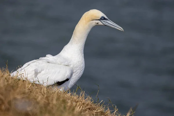 Gannet Morus Bassanus Bempton Cliffs Yorkshire — стоковое фото