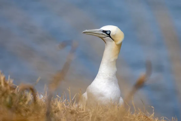 Gannet Morus Bassanus Bempton Cliffs Yorkshire — Stockfoto