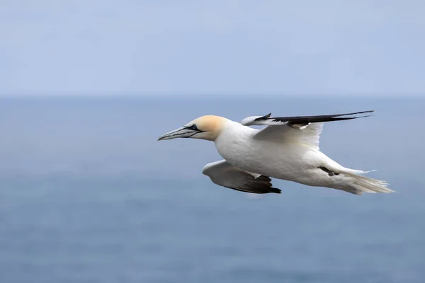 Gannets Morus Bassanus Flight Bempton Cliffs Yorkshire — стоковое фото